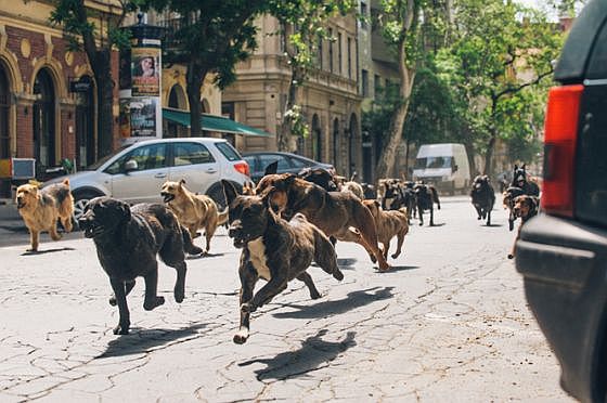 A kutyák forradalma. A kutyák forradalma.