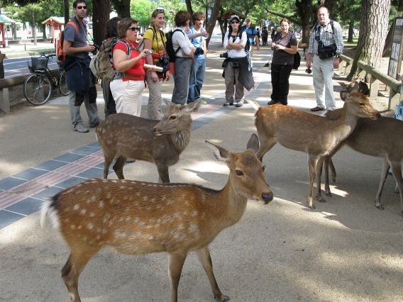 Nara az őzikék városa.