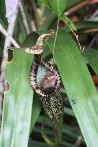 Ritka felvétel (foto: Michael Schöner, Uni Würzburg): jó megfér egymással a parányi gyapjas denevér és a húsevő kannavirág (Nepenthes rafflesiana); a növény kannáját használja pihenőhelyként és vécének; a növény elfogyasztja a kis állat ürülékét, és persze a kannájába betévedő rovarokat is.