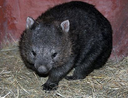 Tessék kitalálni: Molly vagy Wally? 