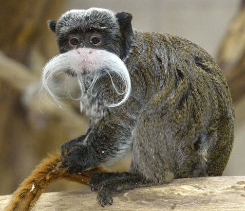 Tamarin. (Kép: Tiergarten Schönbrunn/Norbert Potensky)