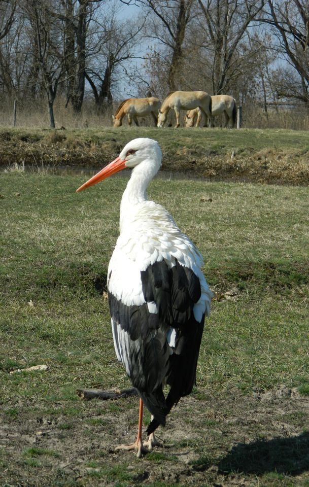 Gólya és vadlovak.