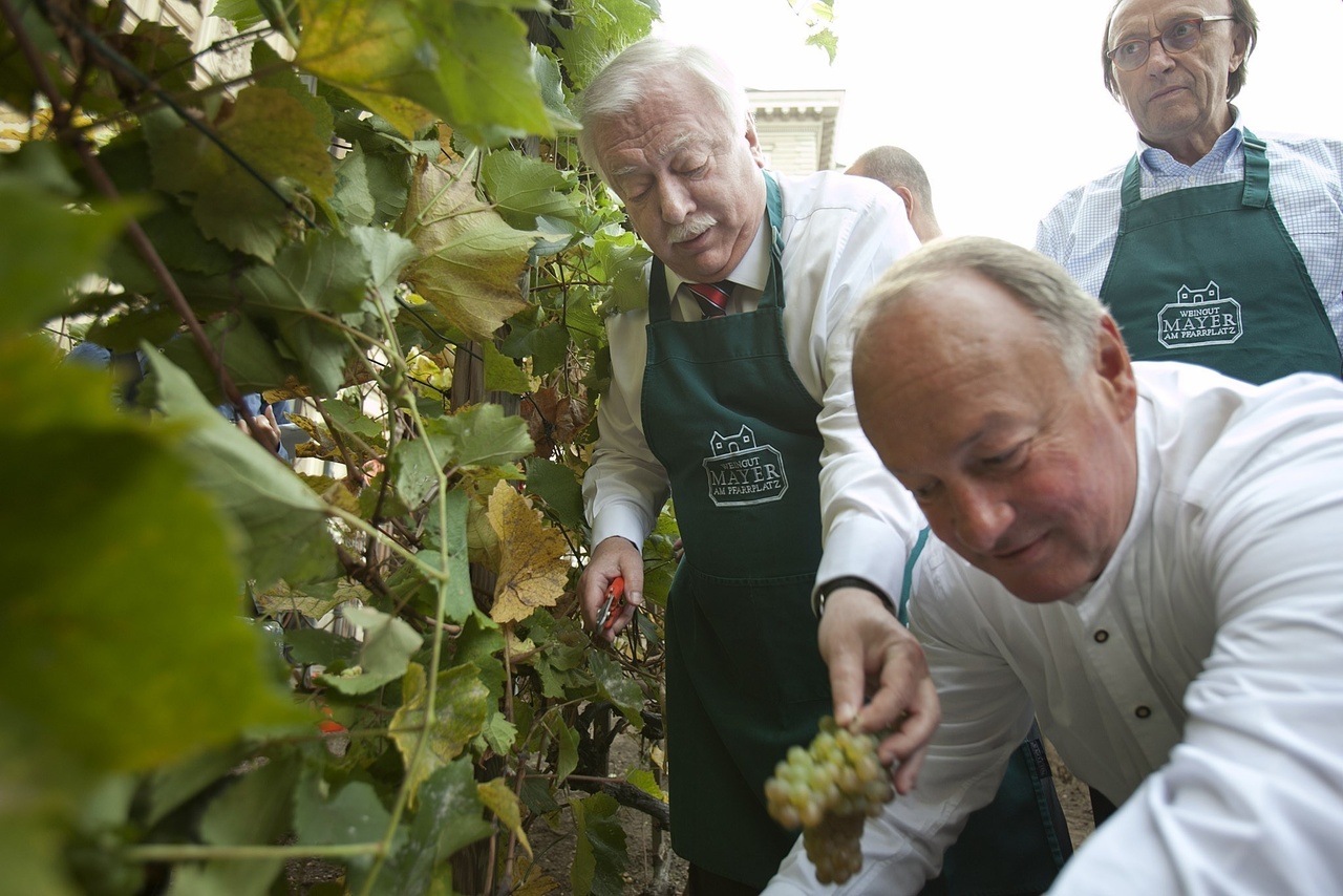 Michael Häupl, Bécs polgármestere, Herbert Schilling, a bécsi tartományi borászegyesület vezetője és Hans Schmid, a szőlőbirtok tulajdonosa. (Foto: Alex Halada/PID) Michael Häupl, Bécs polgármestere, Herbert Schilling, a bécsi tartományi borászegyesület vezetője és Hans Schmid, a szőlőbirtok tulajdonosa. (Foto: Alex Halada/PID)