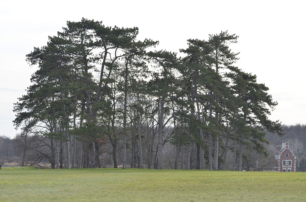 Kastélyparkrészlet.