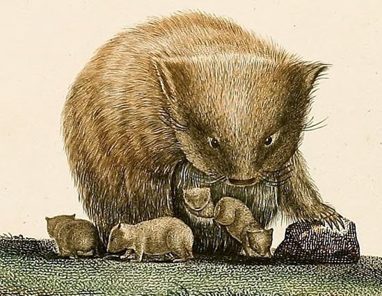 Vombat-család rajron.