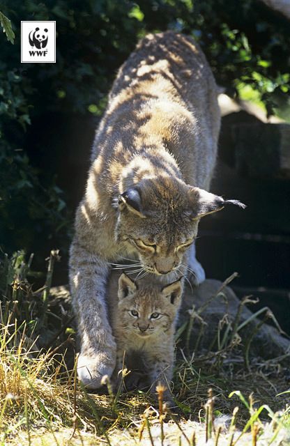 Hiúz (foto: WWF).