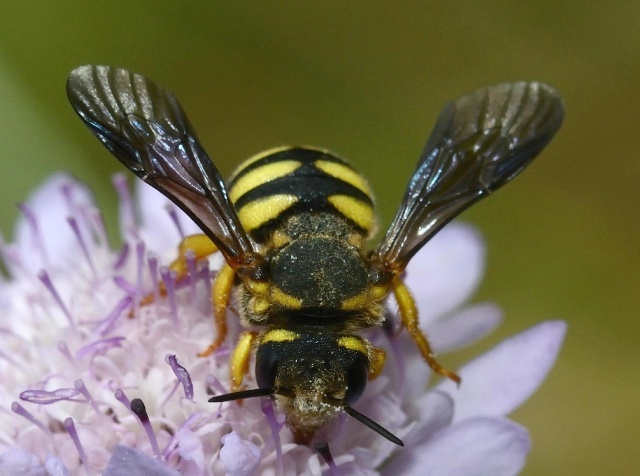 Vadmeh - Stelis annulata (foto: David Genoud)