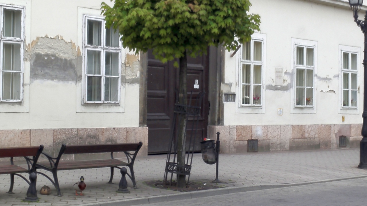 Ragaszkodó totyogók