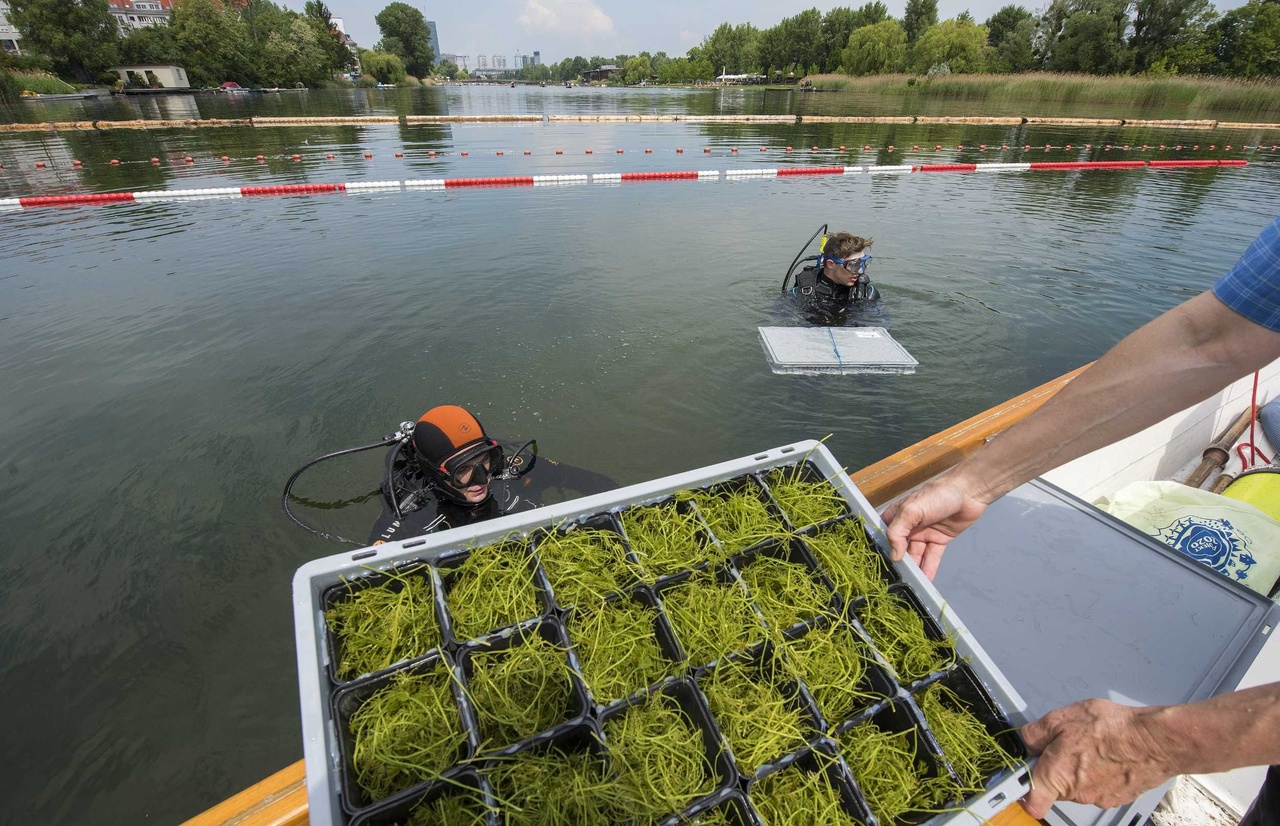 Búvárok kertészkednek a Duna bécsi holtágában