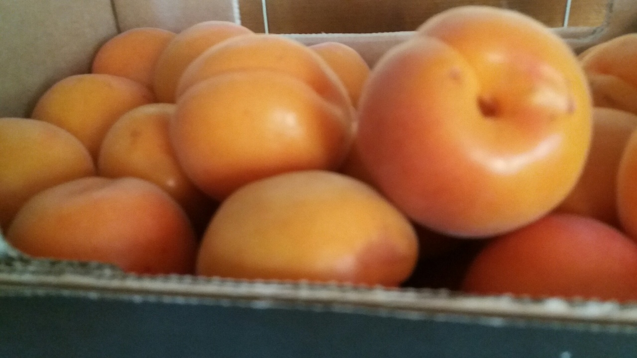 A gönci barack világszám – lehetne!