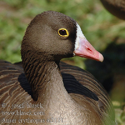 Natura 2000 Díj a kis illik védelméért