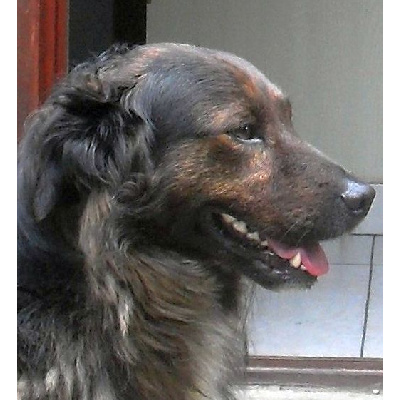 Maróka megy a parlamentbe?