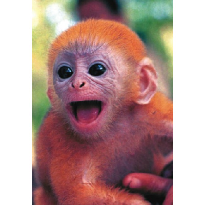 Az év első újszülöttje: jávai langur