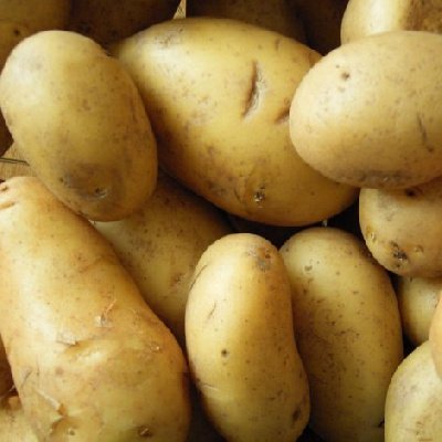 Künstliche Intelligenz sortiert Kartoffeln