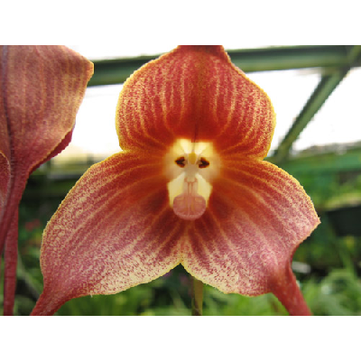 Dracula orchideák a Vajdahunyadvárban
