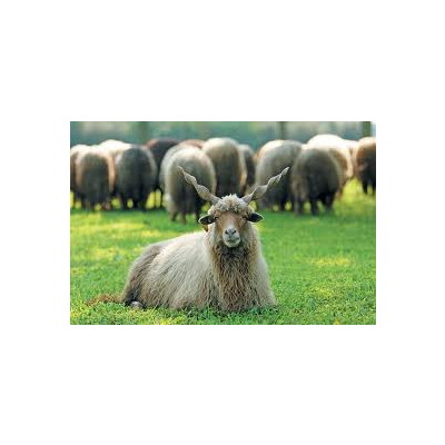 Bio-fűnyírók Bécs közeli ősréteken