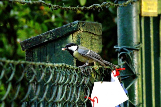 Széncinke a postaládában