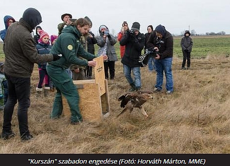 Fiókával ünnepelt a kútból kimentett sas