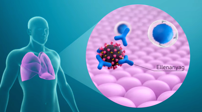 Akadémiai videó a koronavírus-vakcinák hatásáról