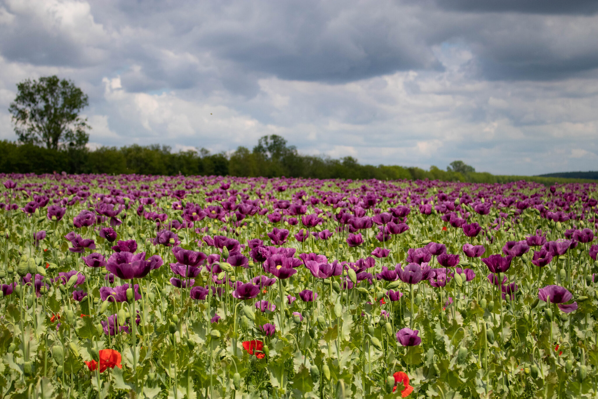 Csehország: máktermelő nagyhatalom – itthon kilencezer hektáron terem