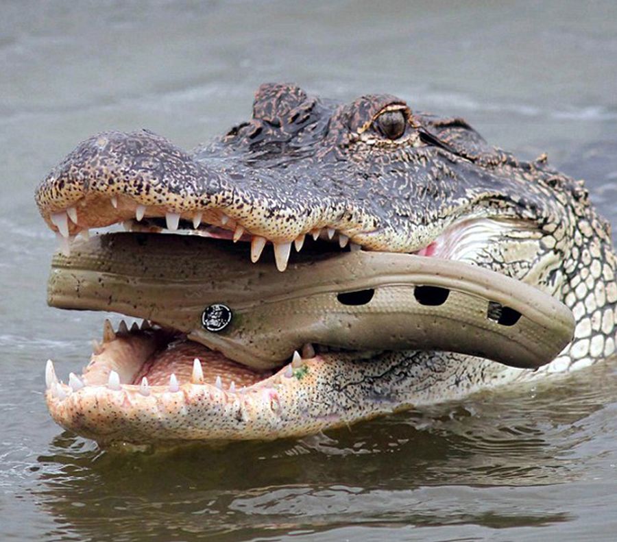 Támogatja-e ön, hogy egy alkalmatlan, balliberális politikus megegye a gyermekét?