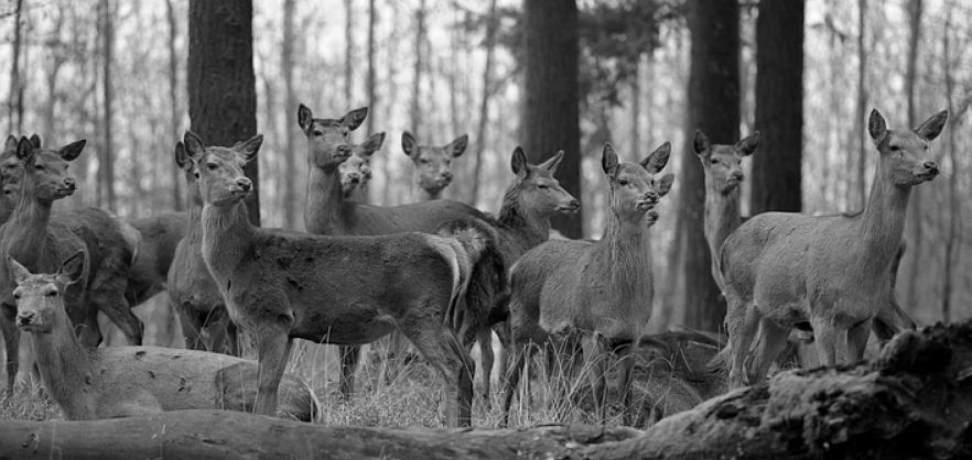 Akár hét és fél évet kaphat az ittas orvvadász
