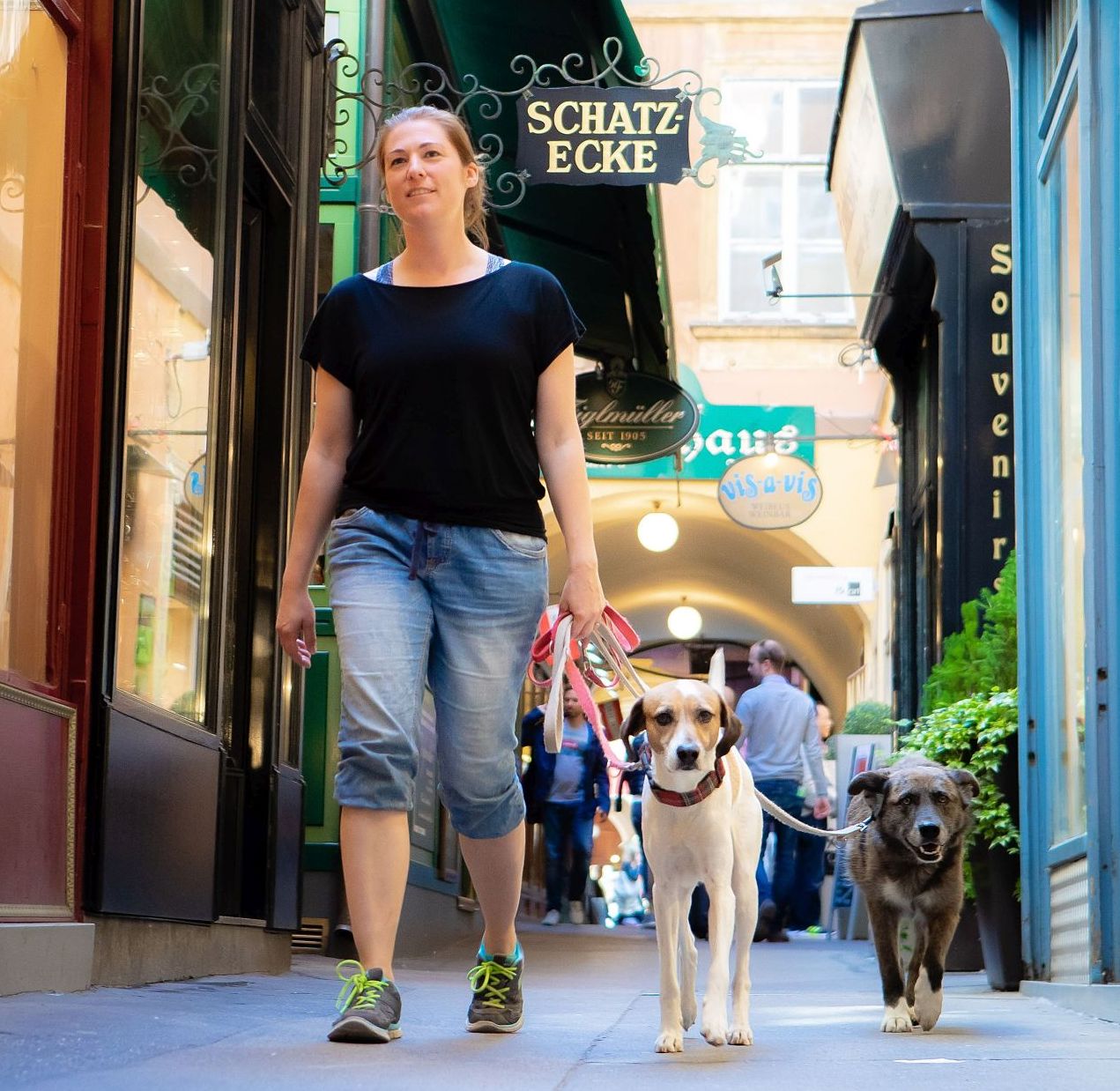 A bécsi kutyák korrepetálásra szorulnak társas viselkedésből