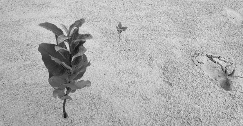 Ma különösen aktuális: sivatagosodás, pusztító árvizek várnak ránk, ha nem cselekszünk