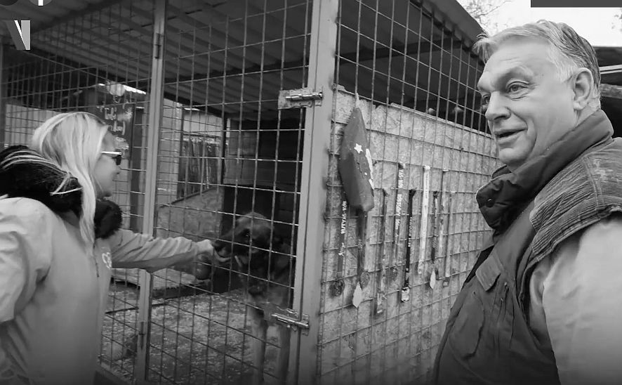Orbán kutyákhoz látogat, Mészáros nyugdíjasokat simogat