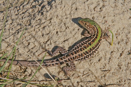 Az év magyarországi hüllője: a homoki gyík