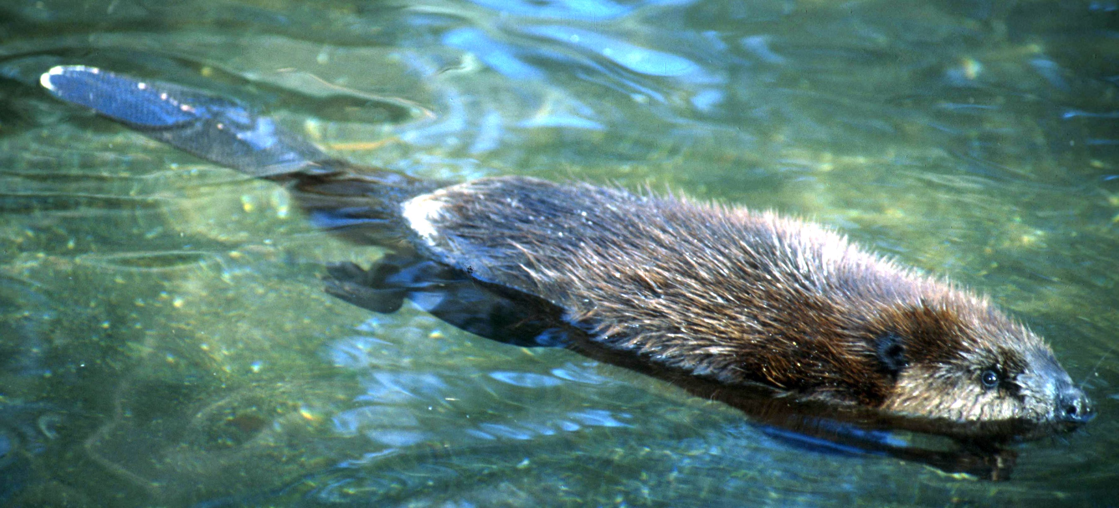 Vedd észre már, világ: kettős vészhelyzet fenyeget!