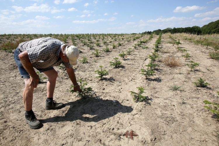 Aszálykárokra negyvenezermillió forintot fizettek a biztosítók