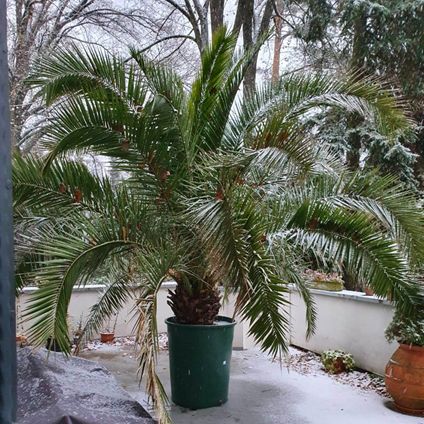 Karácsonyi pálmánk