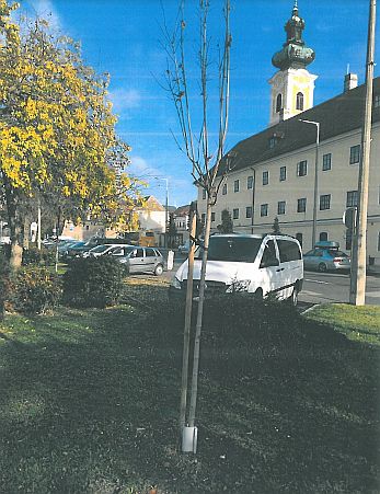 Győrött gyorsan cselekednek