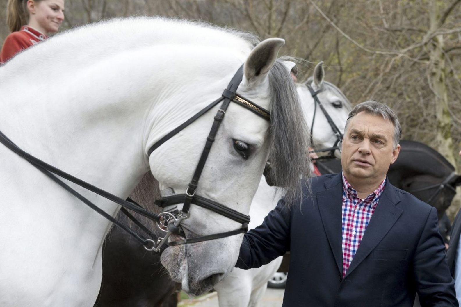 A szomjazó dakota ló