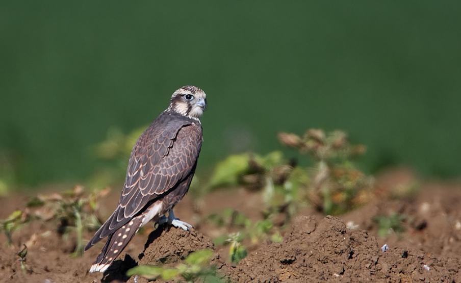 A 2024. év madara: a kerecsensólyom