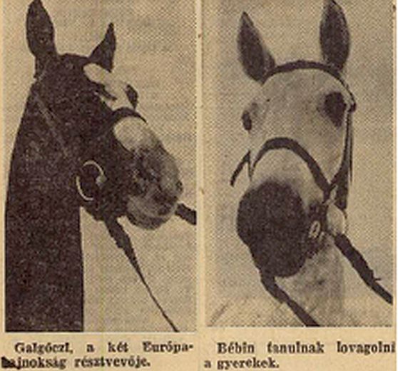 Az újságíró archívumából – Lóra termett a magyar