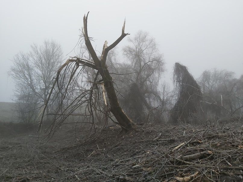 Kutya helyett farkas, papagáj helyett bagoly – ez lesz a jövő?