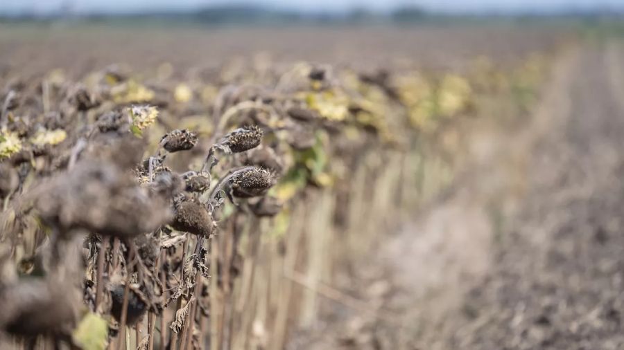Súlyos aszály a magyar földek csaknem kétharmadán