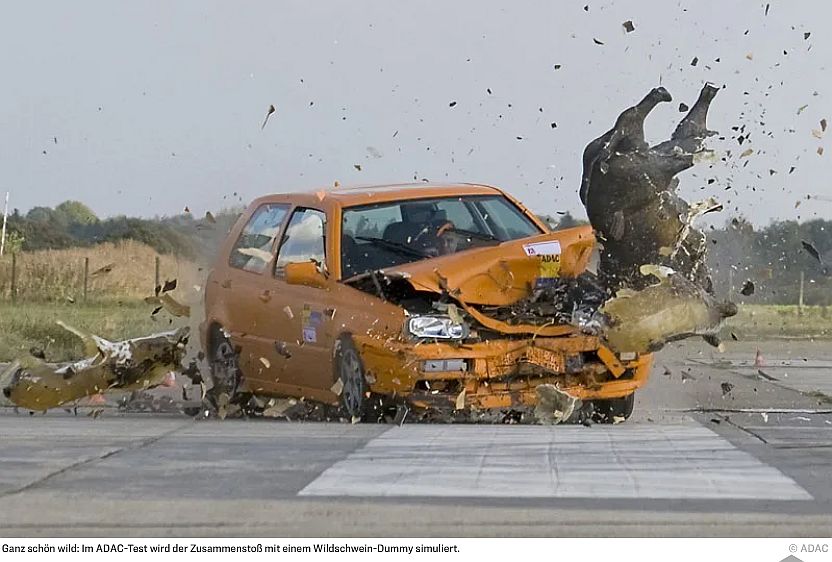 Évente 7-8 ezer nagyvadat ütnek el hazánkban – biztosítással enyhíthető a kár