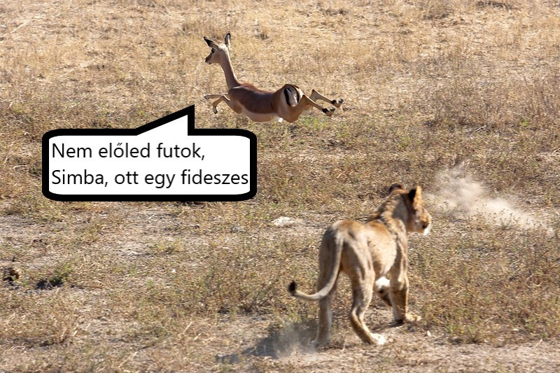 Egy kivégzett impala balladája