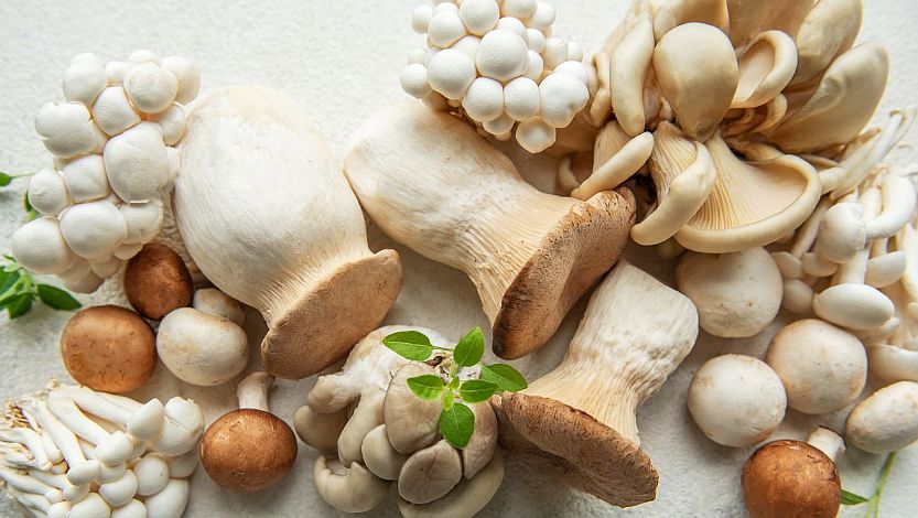 Gyógyhatású gombák segíthetnek az inzulinrezisztencia kezelésében