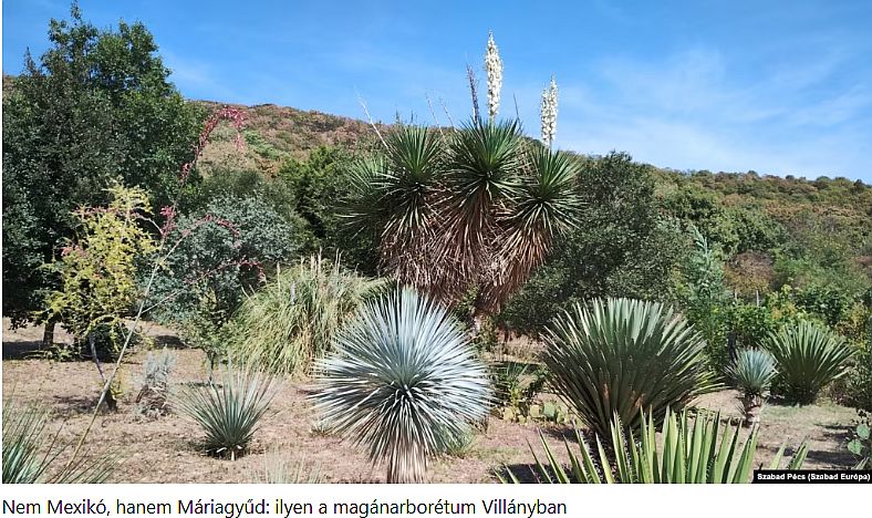 Klímaváltozás: gránátalma-, pisztácia- és olajfaültetvények Magyarországon