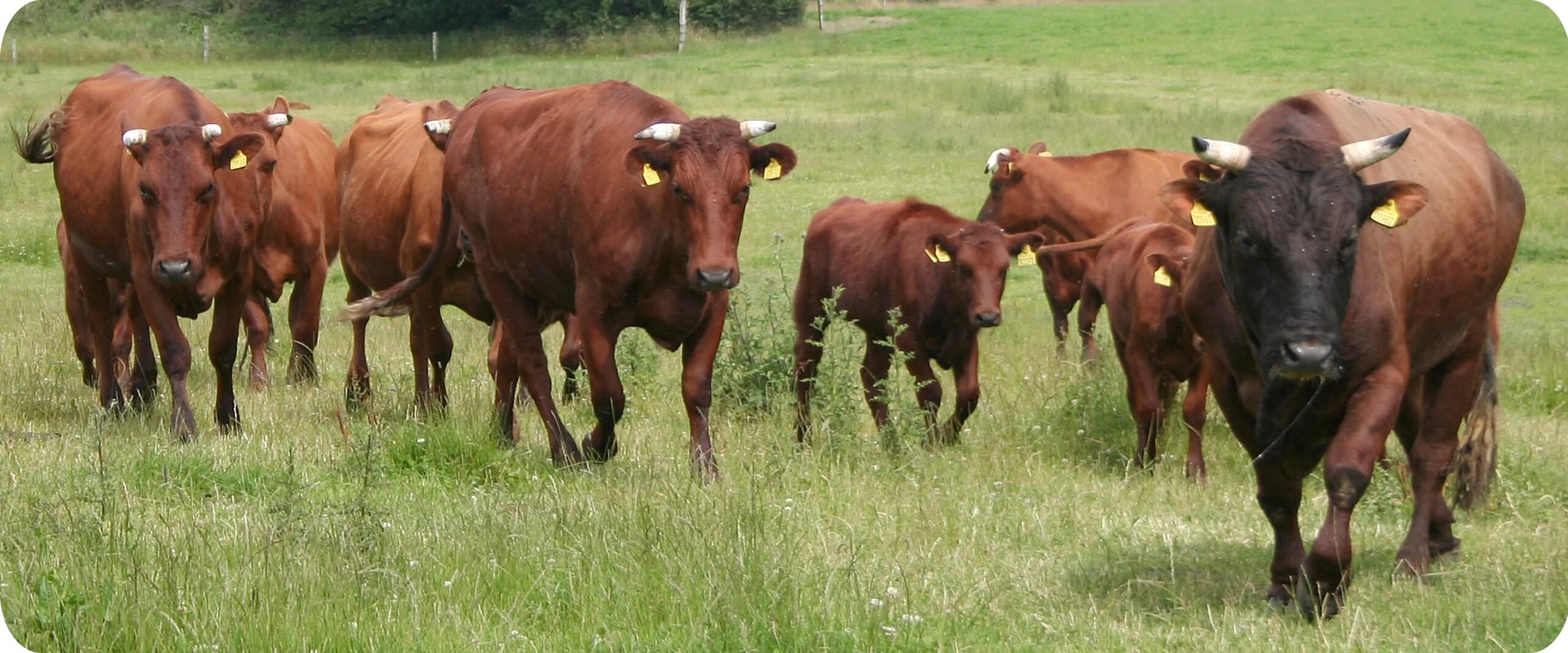 Az újságíró archívumából – Például Dánia