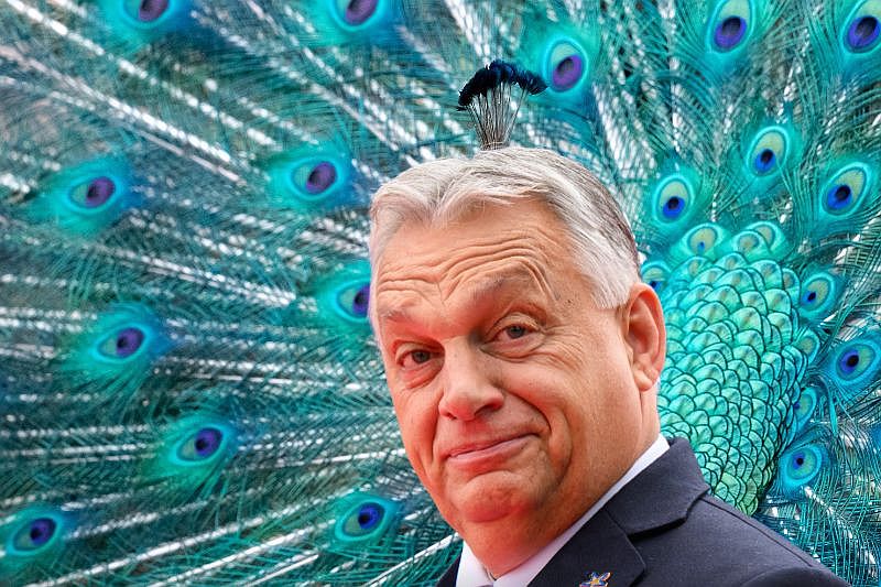 Ornitológiai jelentés