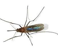 Álhír vagy sem? Árt-e a szúnyogirtó szer az embereknek?